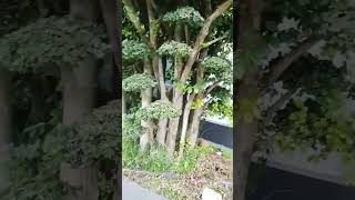 Download lagu BONSAI SERUT HARGA FANTASTIS mp3 Download lagu BONSAI SERUT HARGA FANTASTIS mp3
