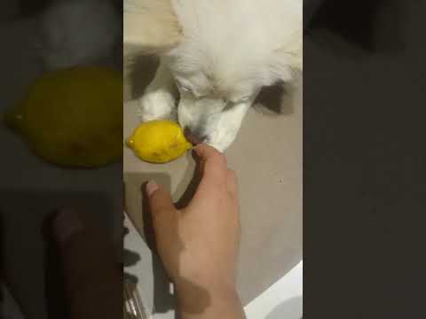 Rodica, the Japanese Spitz dog, at the age of 1, finds out what lemon tastes like. #3