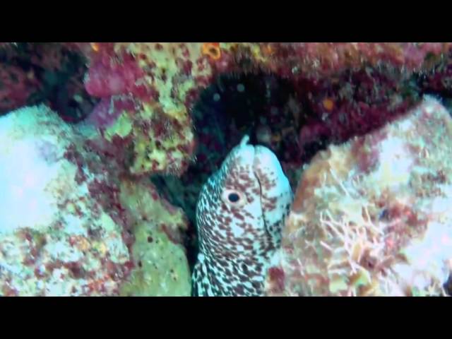 Cozumel Mexico's best snorkeling beach; Dzul-Ha