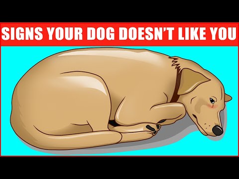 Signs Your Dog May Not Be Your Biggest Fan