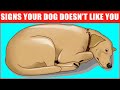 14 Signs Your Dog Doesn T Love You Even If You Think They Do