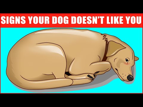 YouTube video about: Can dogs get stretch marks?