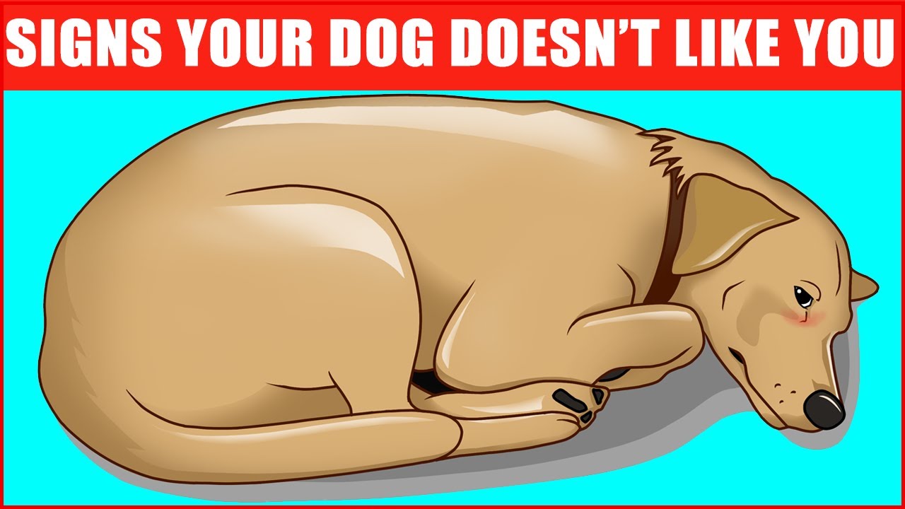 14 Signs Your Dog Doesn’t Love You (Even if You Think They Do)