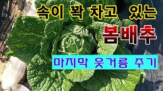 [텃밭농부 1,498]  속이 꽉 차고 있는 봄배추에 마지막 웃거름 주기 #봄배추 #배추재배