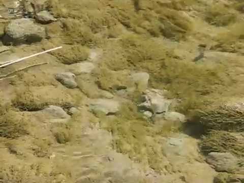 Visinesti, riul Cricov