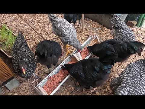 Kükenaufzucht Tag 124