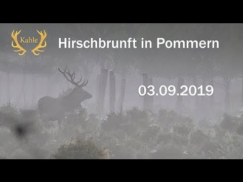 Kapitaler Hirsch am ersten Tag auf der Strecke!