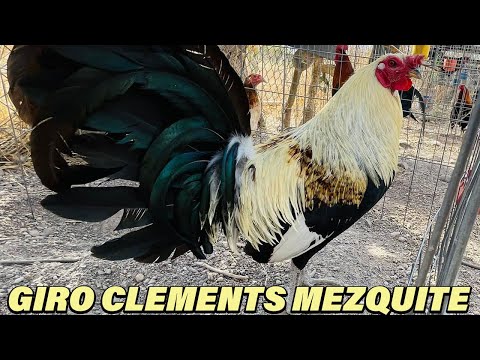 Clement Grey Sweater 20k Pablo Lopez Mezquite Farm | Beautiful Birds Mascota Jalisco
