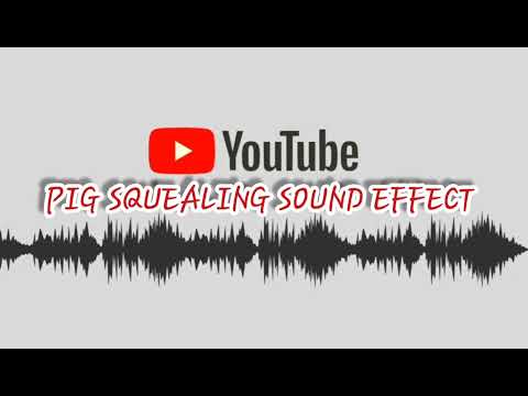 PIG SQUEALING SOUND EFFECT