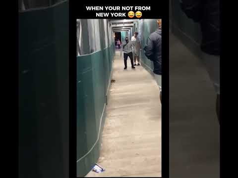 Rat chasing people in NY 😂😂😂💀 #shorts