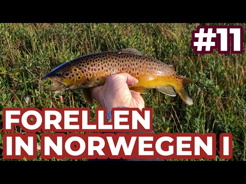 Wilde Forellen in Norwegen I  - ANGELVLOG #11