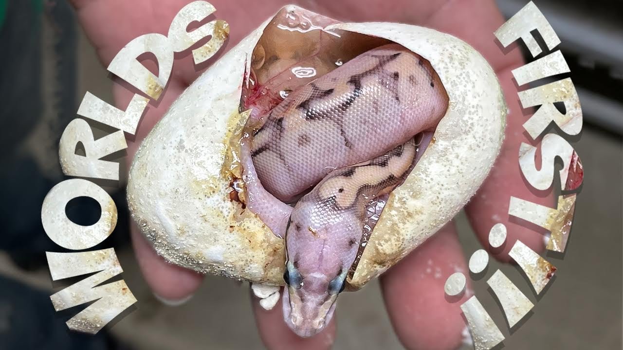 8 GENE WORLDS FIRST BALL PYTHONS!! | BRIAN BARCZYK