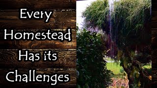 Every Homestead Has Its Challenges