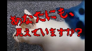 【つぐのひ実況】ねこのひ怪奇譚！可愛いねこの散歩と思っていたら・・・