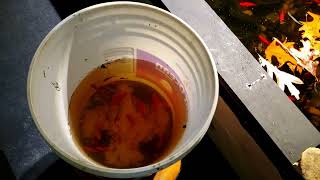 Lots Of "New" Fish For The Indoor Koi Pond