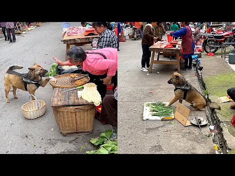 High-IQ dogs help their owners buy and sell vegetables🤑