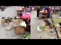High IQ Dogs Help Their Owners Buy And Sell Vegetables