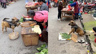 High-IQ dogs help their owners buy and sell vegetables🤑