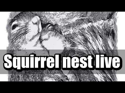 Squirrel Wonderland, USA live webcam