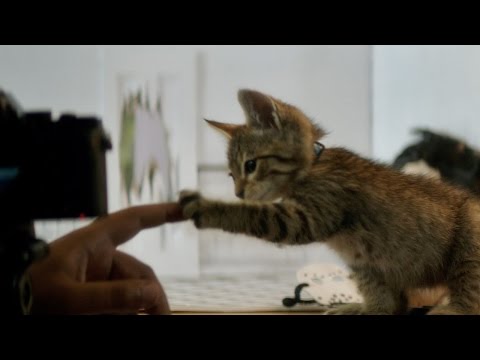 Keanu (TV Spot 'Now Playing')