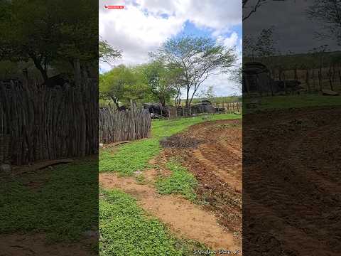 DIA MARAVILHOSO NO SÍTIO GINETE - SANTO ANDRÉ/PB 🌳