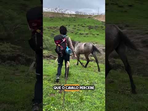 Eles Libertaram Este Cavalo Depois de 17 Anos… Veja o Que Ele Faz! 🐎🥹 #shorts