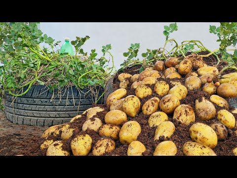 Let s grow bitter melon for your family this way it s very fruity and easy to make