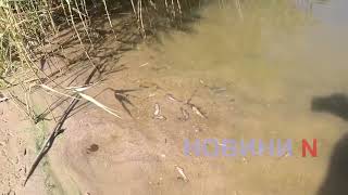 В николаевских водоемах продолжает гибнуть рыба (видео)