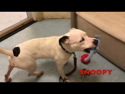 Shelter Dogs Pick Out Their Christmas Presents