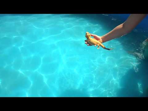 Bearded Dragon Swimming.