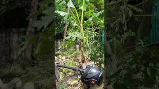 បច្ចេកទេសកាប់រំលំដើមដូង