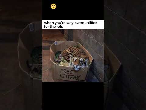OVERQUALIFIED💯😎 #workmemes #memes #meme #funnycomics #funny #comics #comicstripmagic #memesdaily
