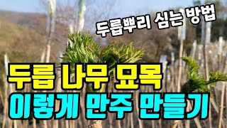 평지에서 두릅뿌리 심는방법/ 두릅묘목 10,000주 가능할까요?