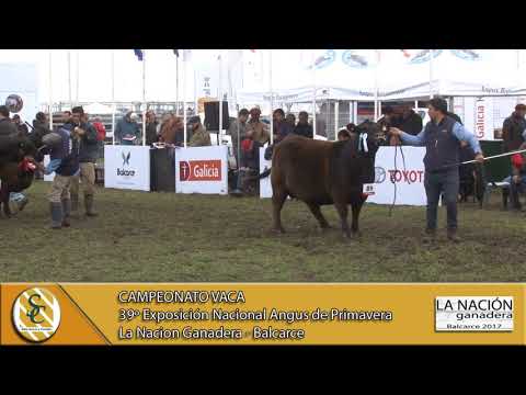 21-09-17 Campeonato Vaca - La Nacion Ganadera - Balcarce.
