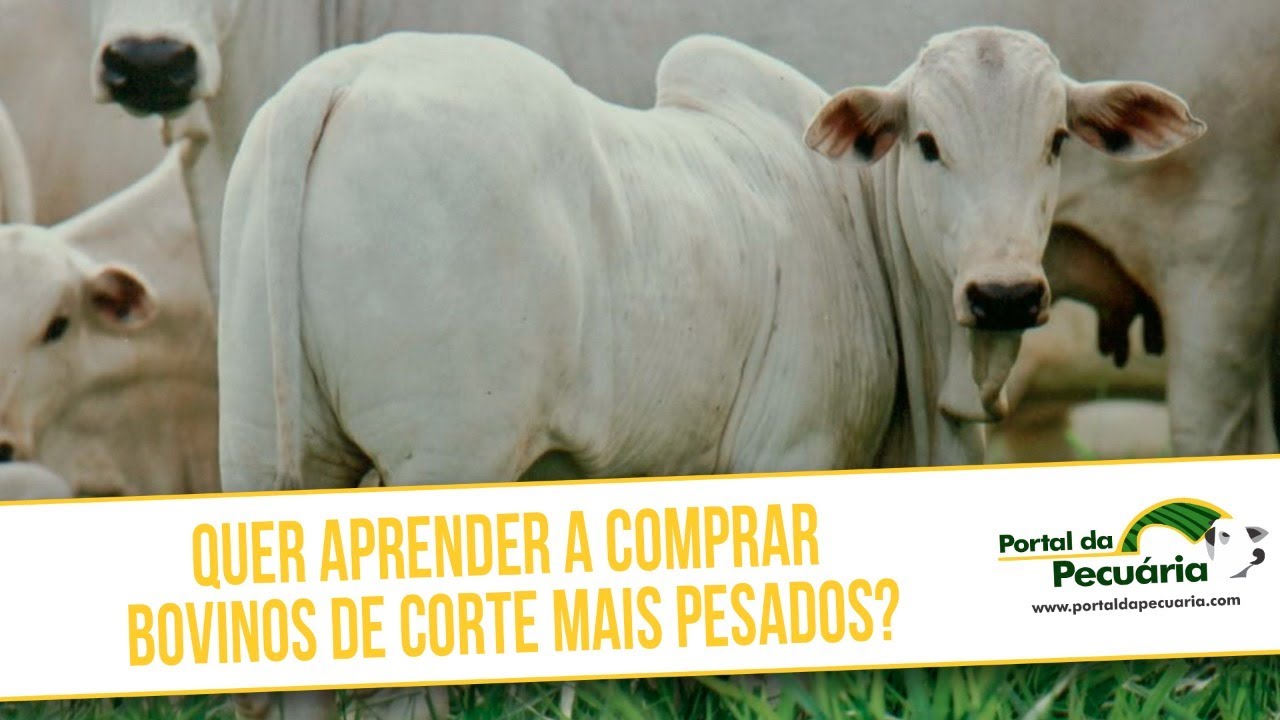 Quer aprender a comprar bovinos de corte mais pesados?