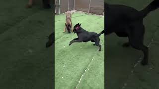 Video preview image #1 Mutt Puppy For Sale in Cookeville, TN, USA