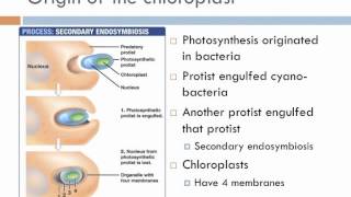 Biology 2, Lecture 7: Protists
