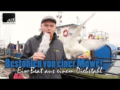 Bestohlen von einer Möwe! 🐟 Ein Beat aus einem Diebstahl 🎹