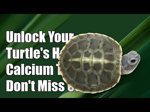 Unlock Your Turtle's Health: Essential Calcium Tips You Can't Afford to Miss!