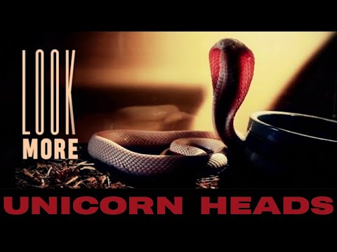 UNICORN HEADS  2020 MIAMI (MUSIC VIDEO)