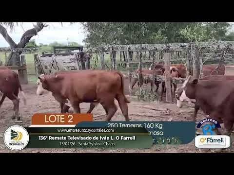 13-04-26 - 136º Remate Televisado de Iván L. O Farrell -  Santa Sylvina, Chaco