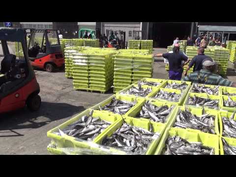 17-4-2013 ONDARROA BUEN DIA DE PESCA ( Alberto )