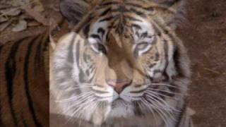 Survival of the Fittest by Ari Lesser