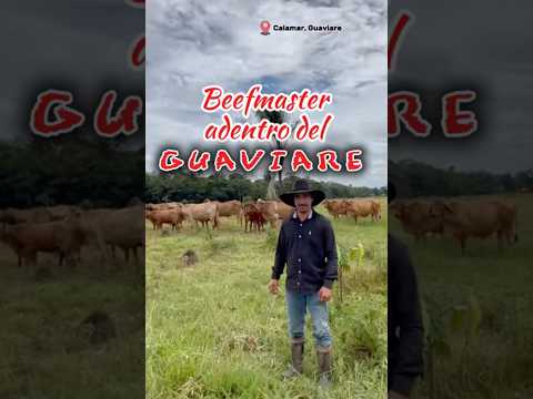 Ganadería: Adentro del Guaviare !