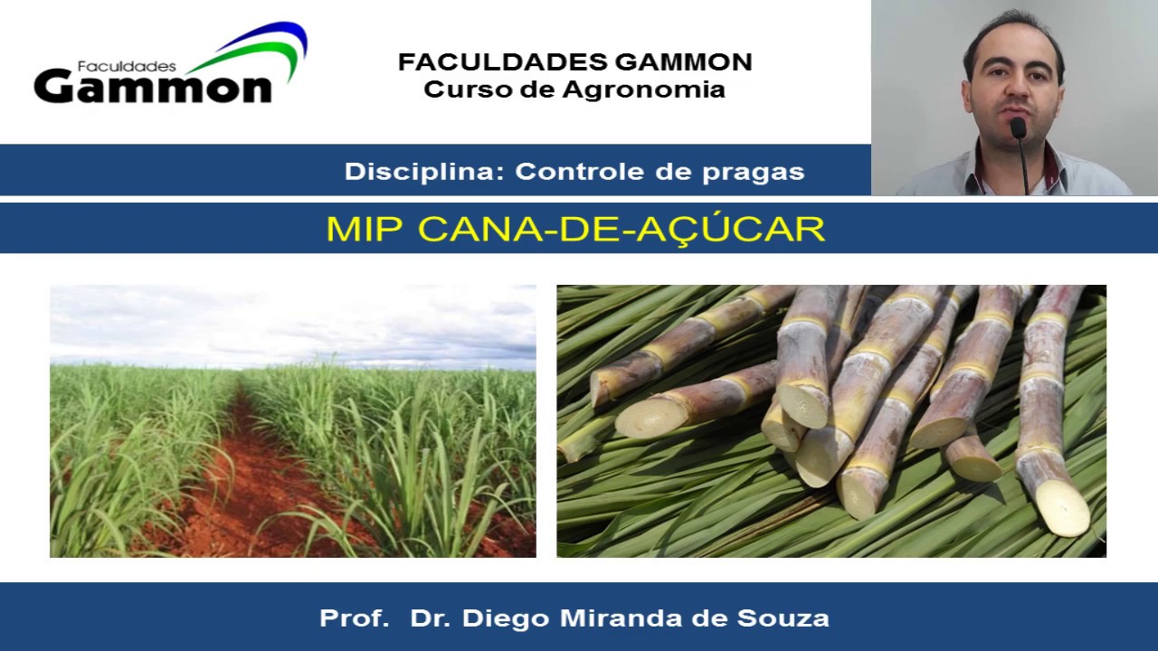 Manejo Integrado de Insetos Pragas da Cana-de-Açúcar _ MIP Cana-de-açúcar
