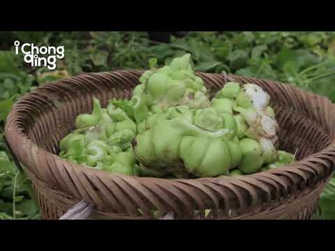 download lagu mp3 mp4 Preserved Szechuan Pickle, download lagu Preserved Szechuan Pickle gratis, unduh video klip Preserved Szechuan Pickle