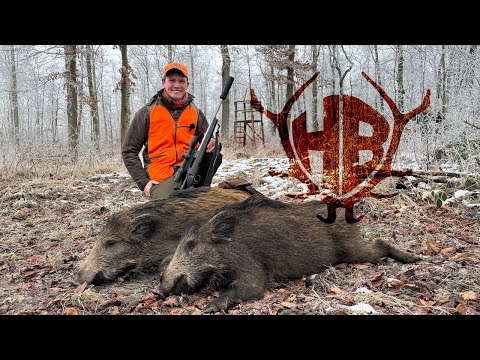 Wild boars on a driven hunt! - Hunter Brothers