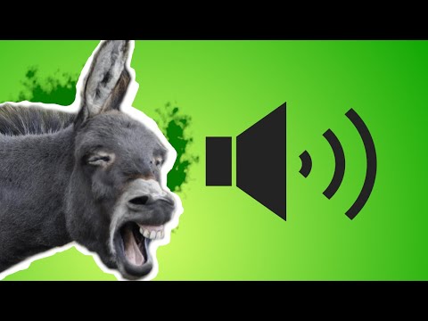 [ ASINO ] che raglia 🔊🔊  Rumore d'Asino