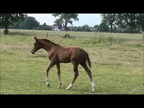 Stutfohlen von Von und Zu - Dimaggio