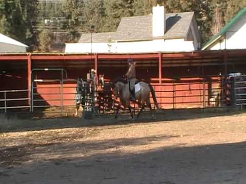 MOV01E.MOD     Buckskin overo warmblood dressage stallion